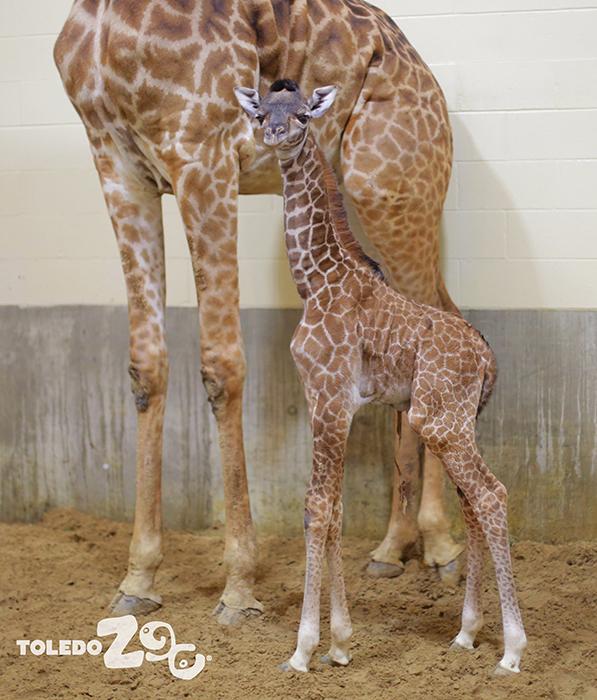 Toledo Zoo newborn giraffe Kipenzi