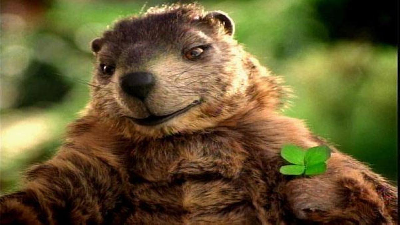 Keep on Scratchin’: Gus the Groundhog returns to TV | 6abc.com