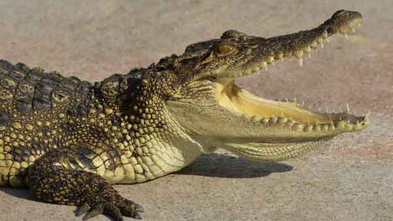 Multiple alligator sightings reported in Carolina Beach