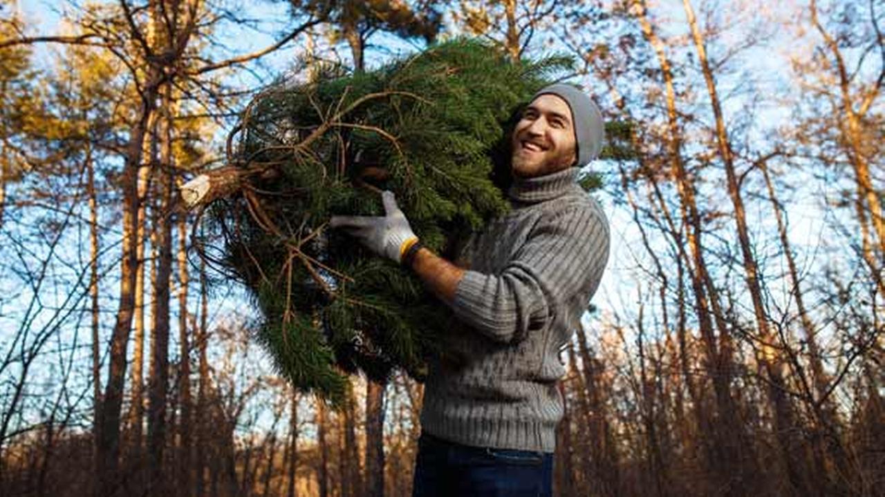 philadelphia streets department announces christmas tree philadelphia streets department announces christmas tree