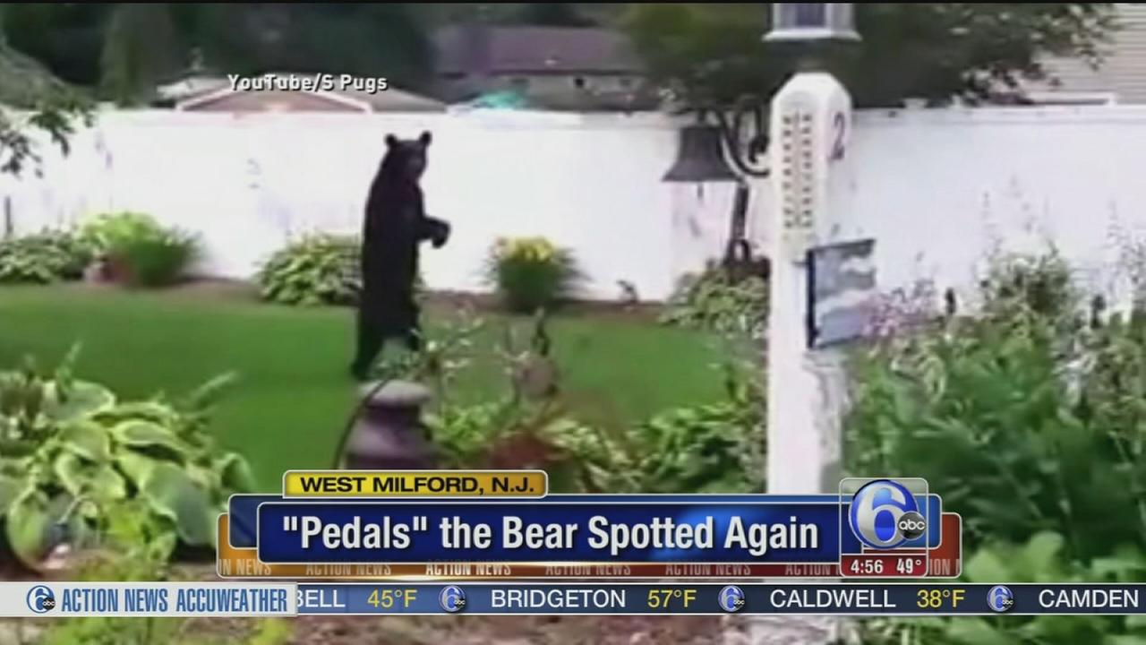 'Pedals' the bear spotted in West Milford, officials say