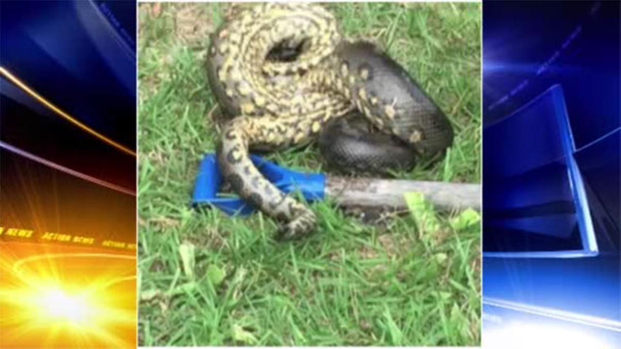9 Foot Anaconda Found In Florida Backyard 6abccom