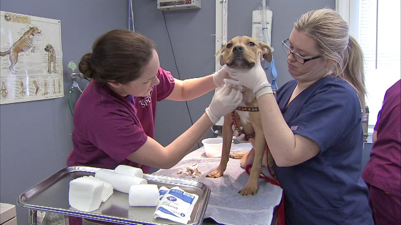 Clover The Dog Recovering After Found Severely Injured In Upper Darby ...