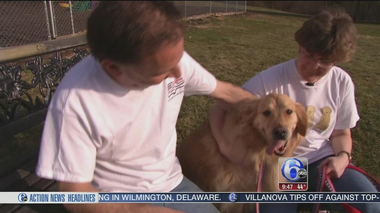 golden retriever rescue jacksonville fl great lakes golden retriever rescue michigan dogs in our photo golden retriever rescue jacksonville fl great lakes golden retriever rescue michigan dogs in our photo