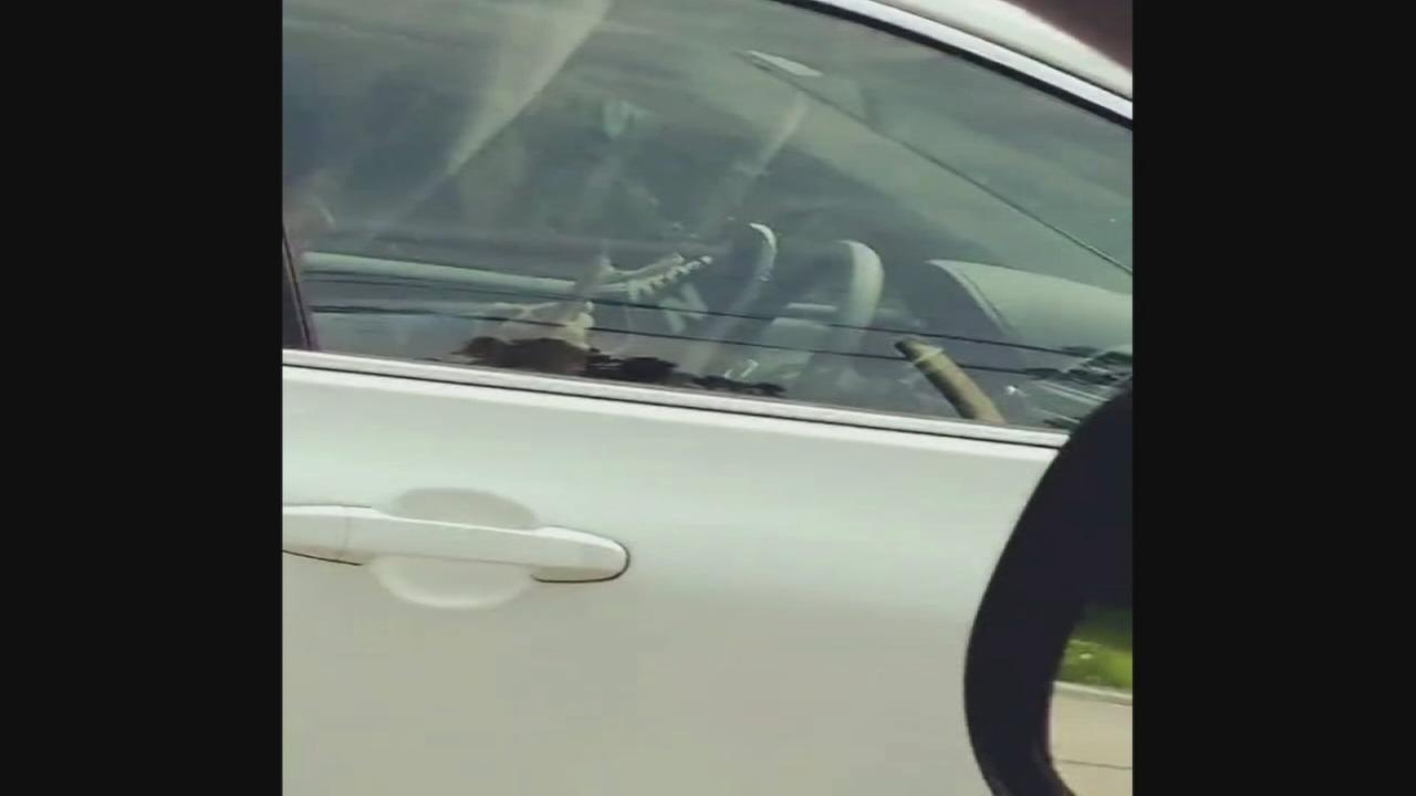 EXCLUSIVE Woman Caught On Video Texting While Driving With Feet 6abccom
