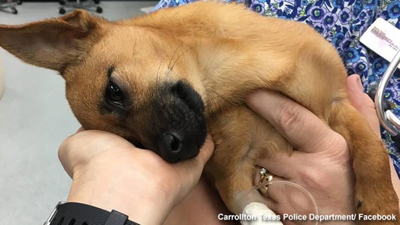 Carrollton Police Save Overdosed Dog After Eating Heroin Stash, Arrest Owners Carrollton Police Save Overdosed Dog After Eating Heroin Stash, Arrest Owners