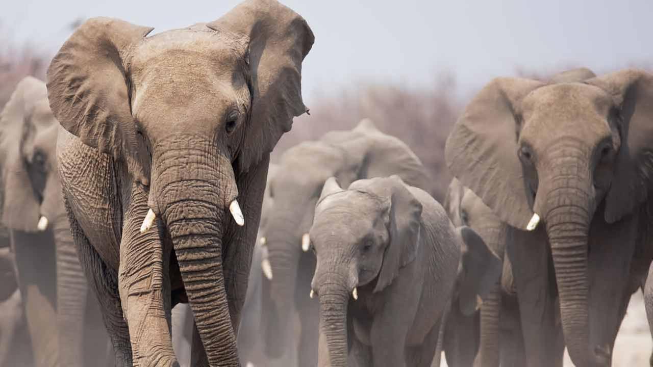 South African hunter dies after Zimbabwe elephant trampling