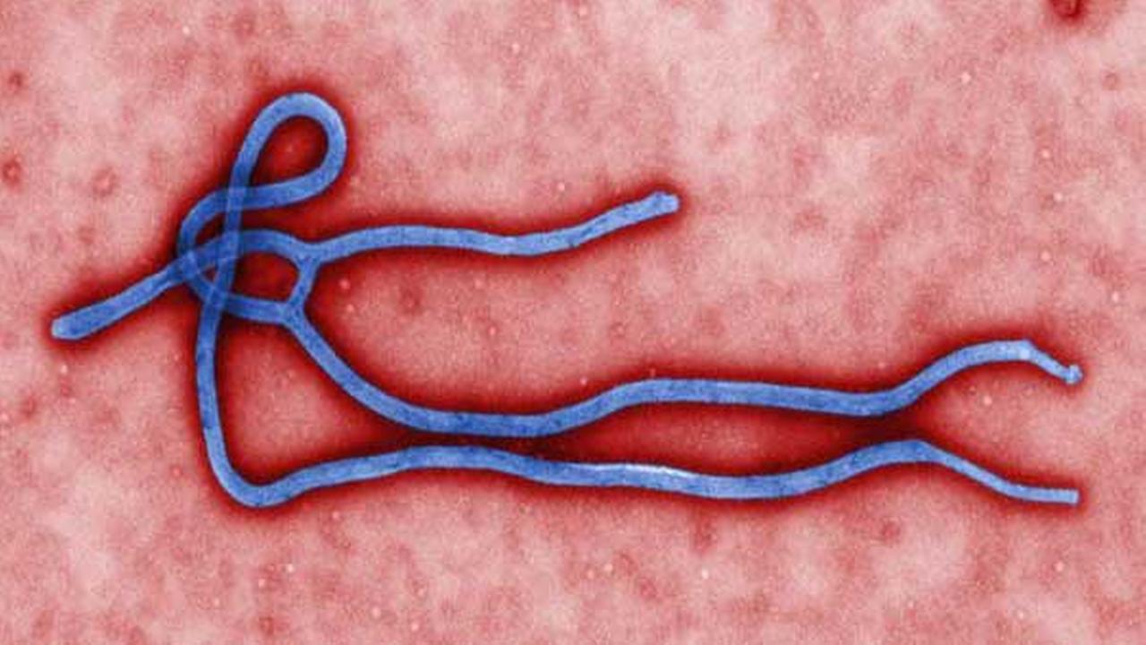 ebola giant microbe