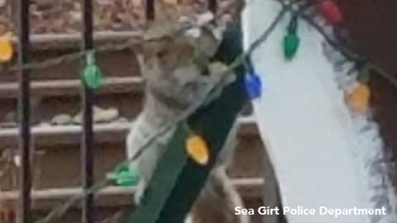 Squirrel blamed for vandalizing New Jersey Christmas lights, police say