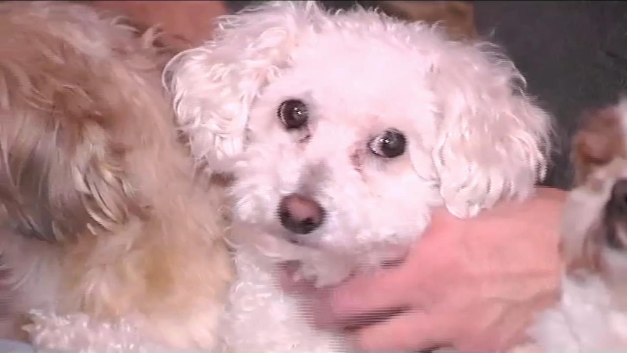 Little dog snatched by eagle in Pa.