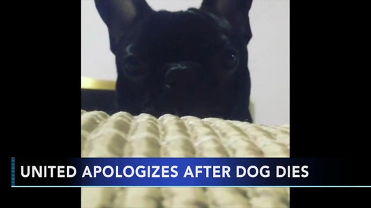 Dog dies after being placed in overhead bin on United flight, airline confirms