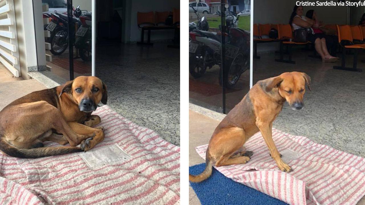 Loyal dog waits in vain outside hospital for four months after owner dies A loyal dog waits outside of the hospital in vain for his owner, who passed away four months ago.
