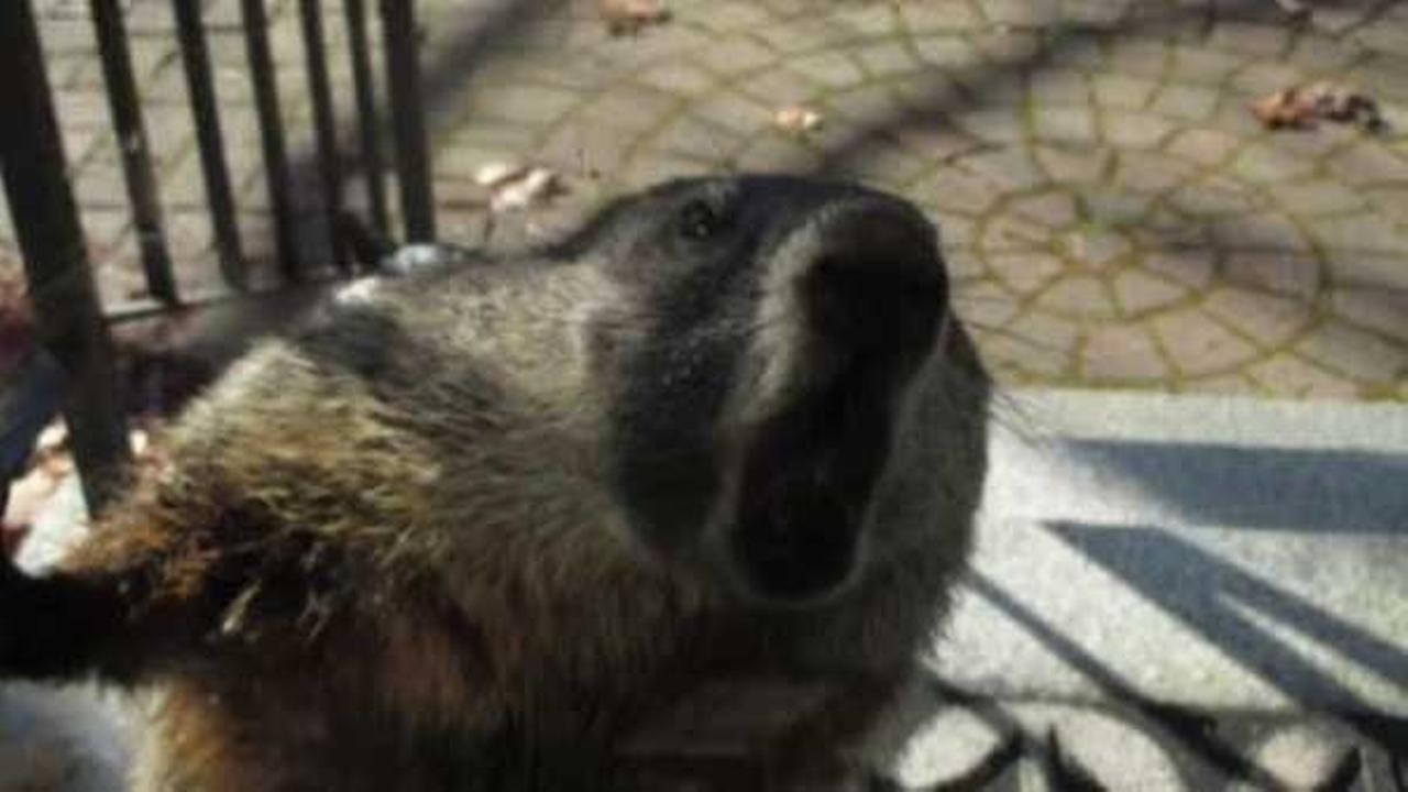 Rabid groundhog attacks neighborhood in New Hampshire
