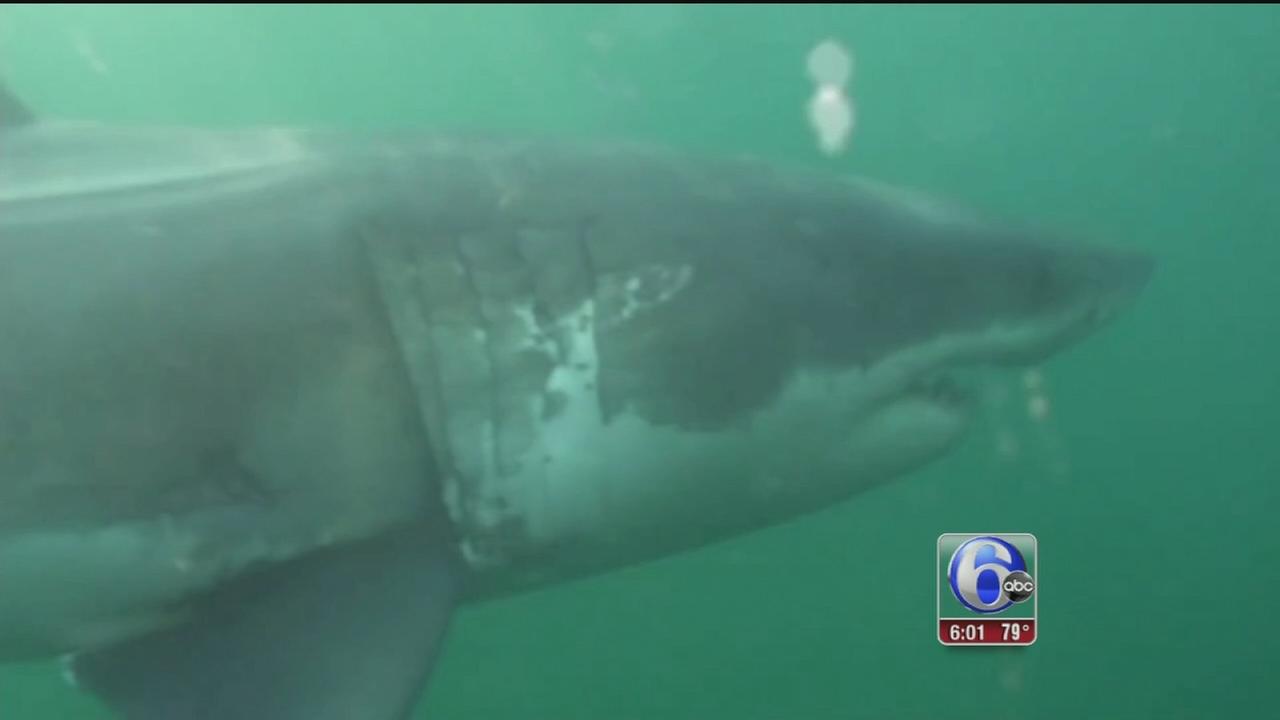 Great white shark named Mary Lee spotted off New Jersey coast near