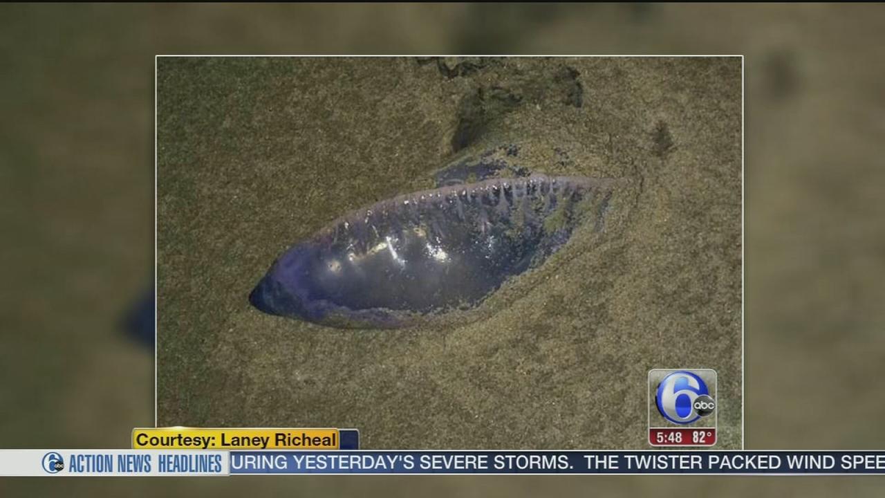 Portuguese Man o' War jellyfish invade the Jersey Shore