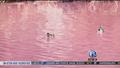 VIDEO: Water at Ca. bird refuge turns pink