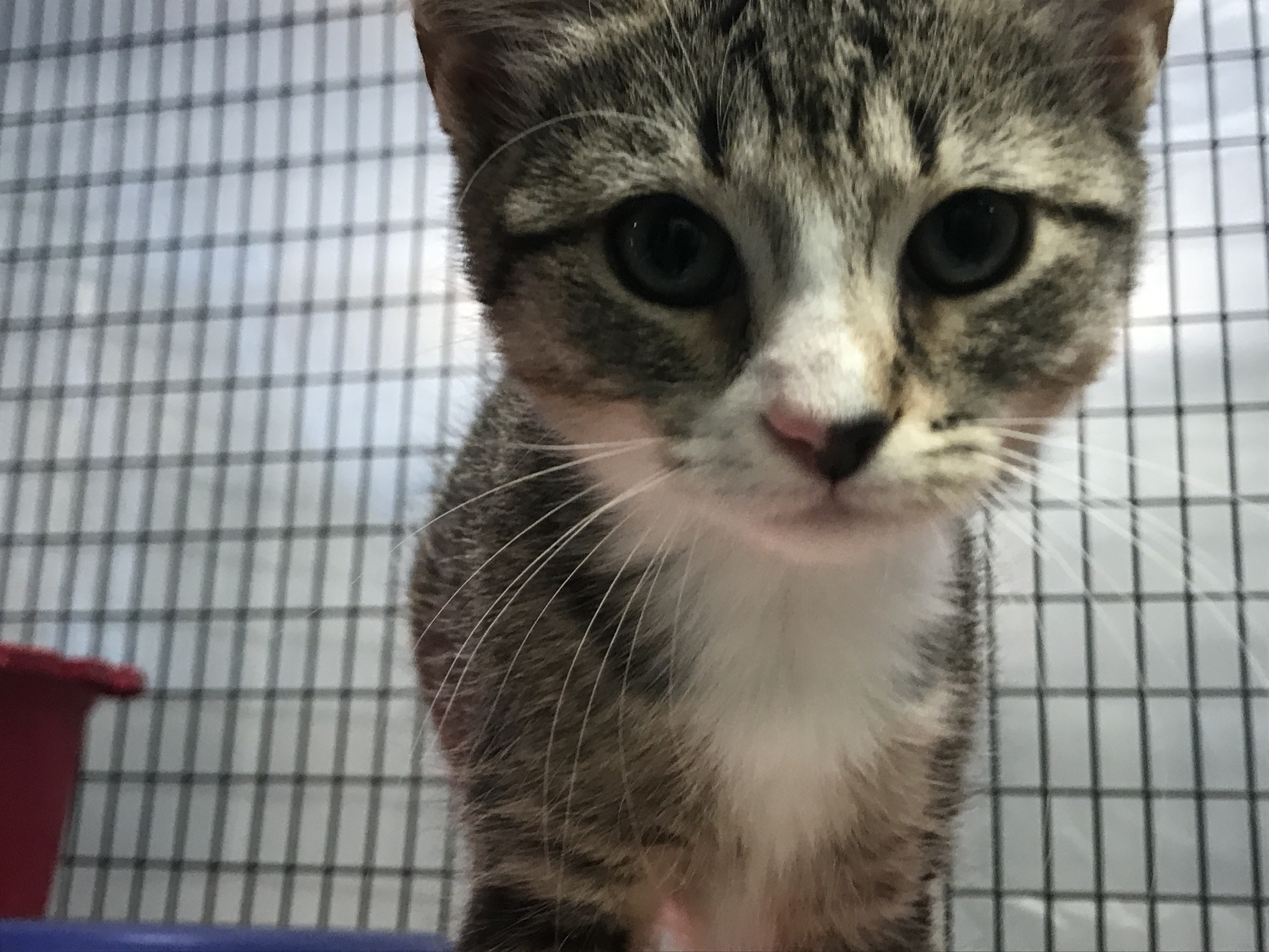 Raleigh shelter saves cats from Hurricane Irma; looking for 'furever' homes | abc11.com
