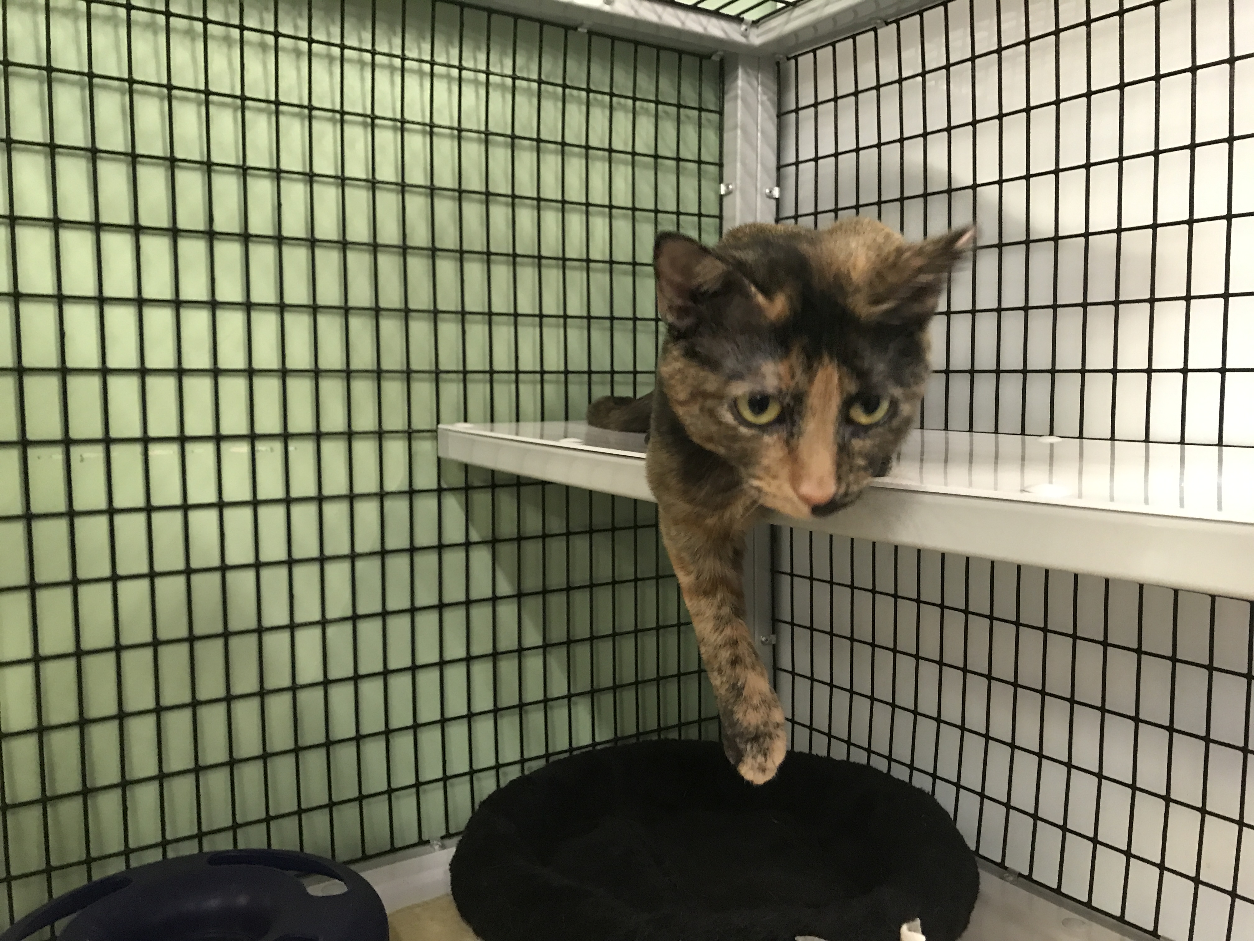 Raleigh shelter saves cats from Hurricane Irma; looking for 'furever' homes | abc11.com4032 x 3024