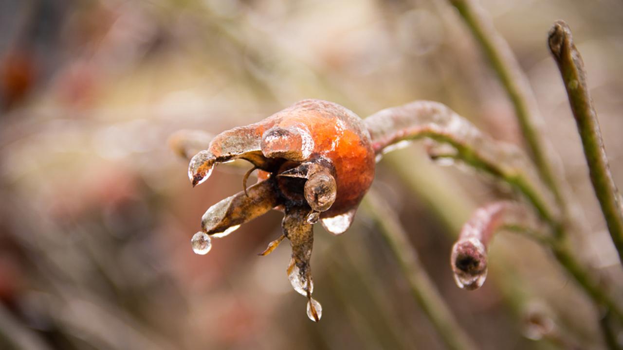 Freeze warning means trouble for plants