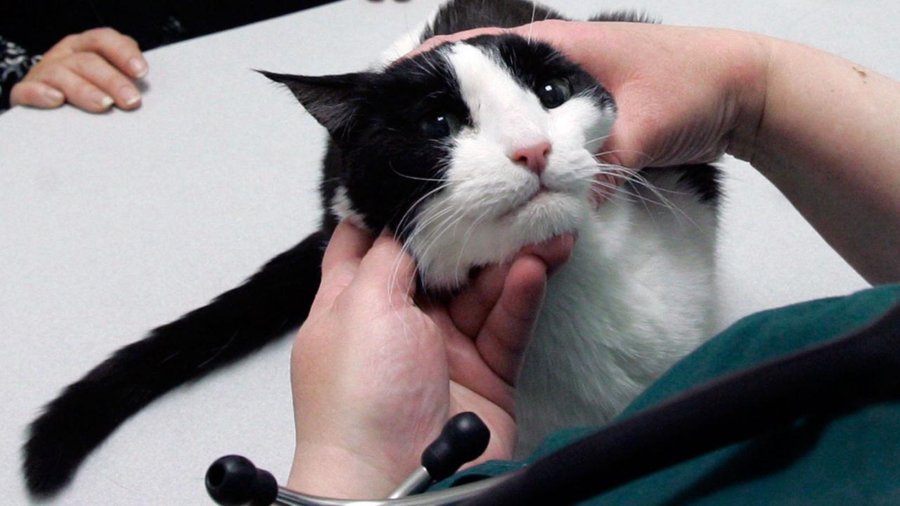 Cats with rabies remind pet owners to vaccinate their animals