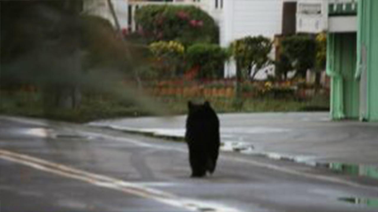 Carolina Beach Residents Shocked Over Black Bear
