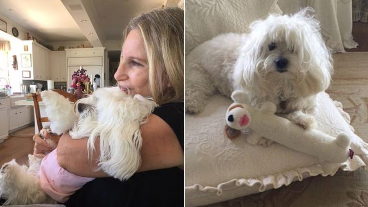 Barbra Streisand's dog dies, was her companion for 14 years