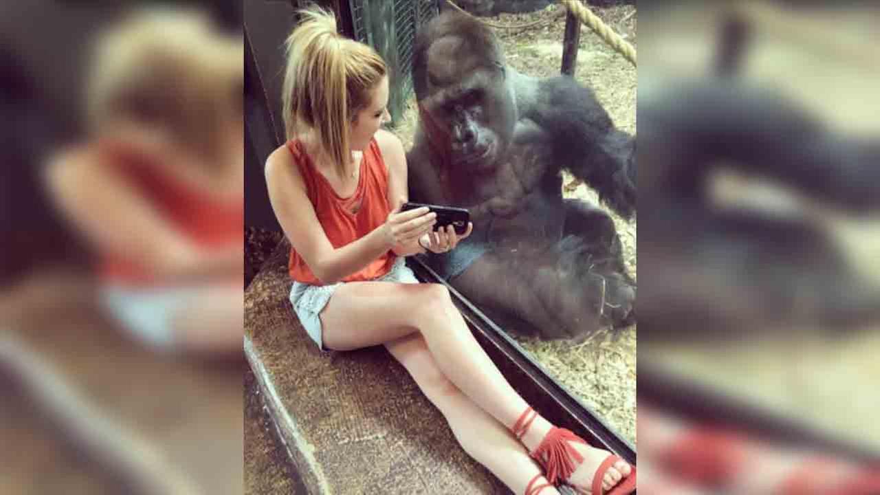 Gorilla captivated by videos of baby gorillas