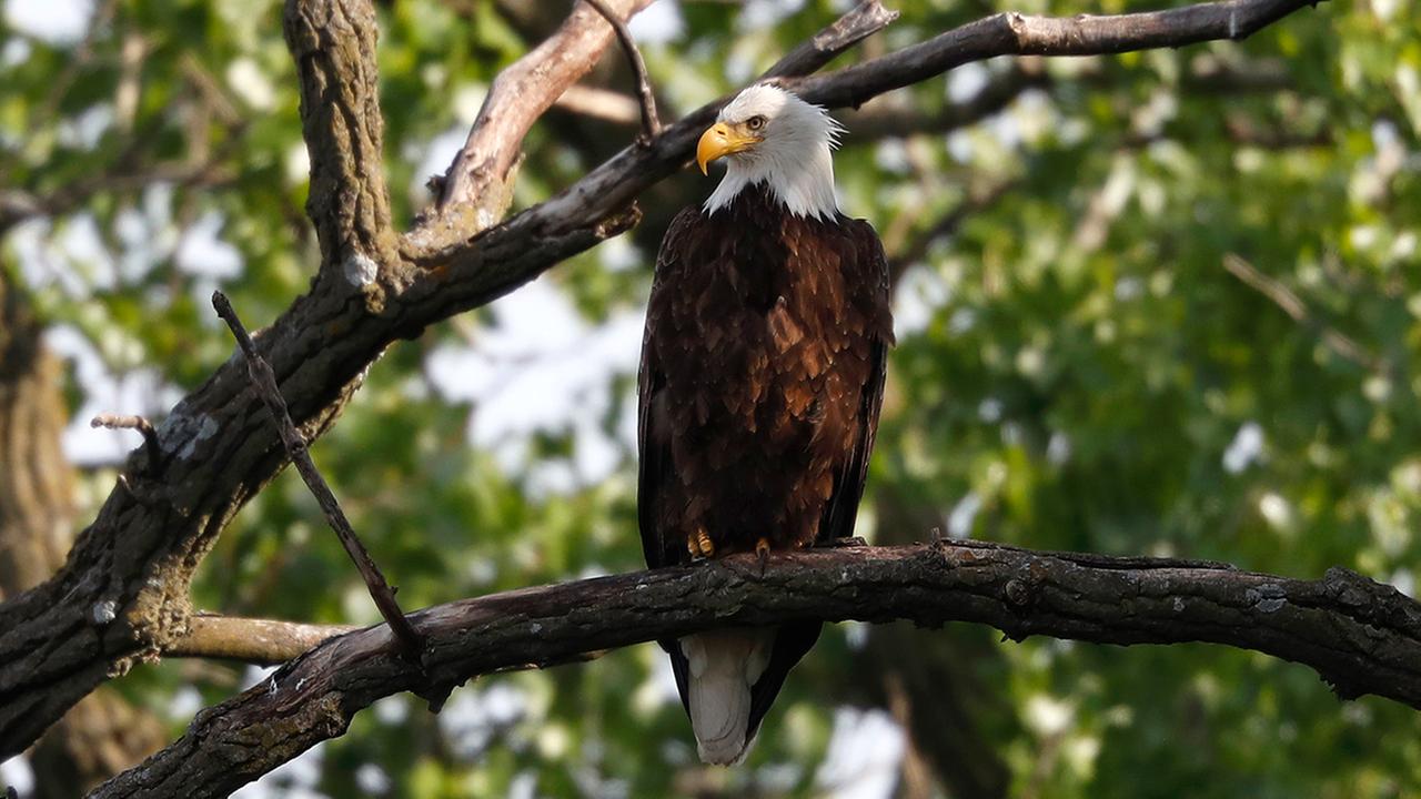 Man pleads guilty to killing bald eagle