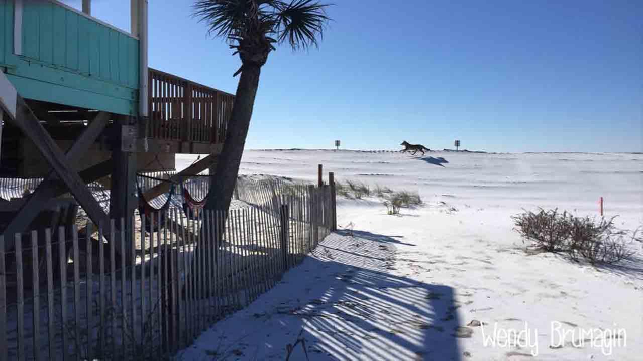 Woman Captures Rare Photo Of Coyote Running On Snowy Nc