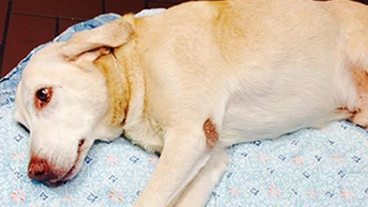 Community Helps Dog With Broken Jaw Leg Abc7chicago Com
