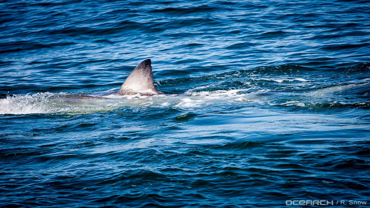 2 Great White Sharks Spotted Near North Carolina Coast Abc11