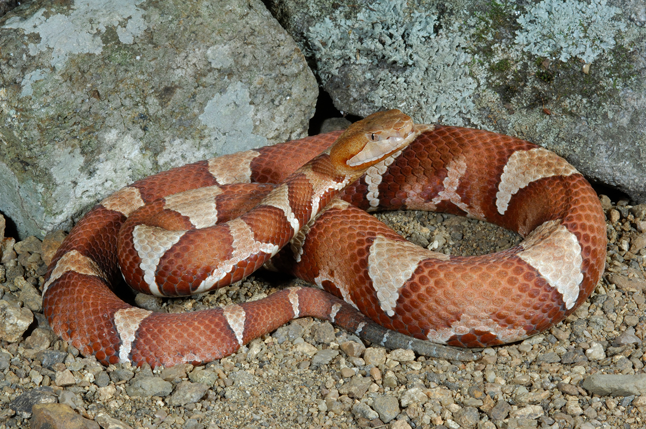 copperhead snake toy