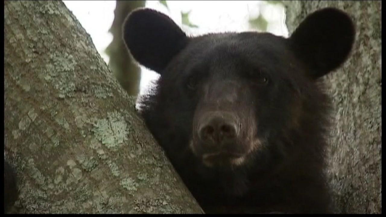 Bear attack injures woman; she called 911 from the ground