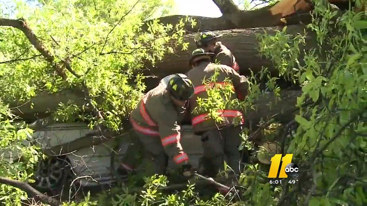 trees, people falling NC from Waynesville