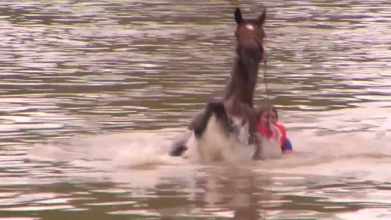 Horses rescued from flood waters