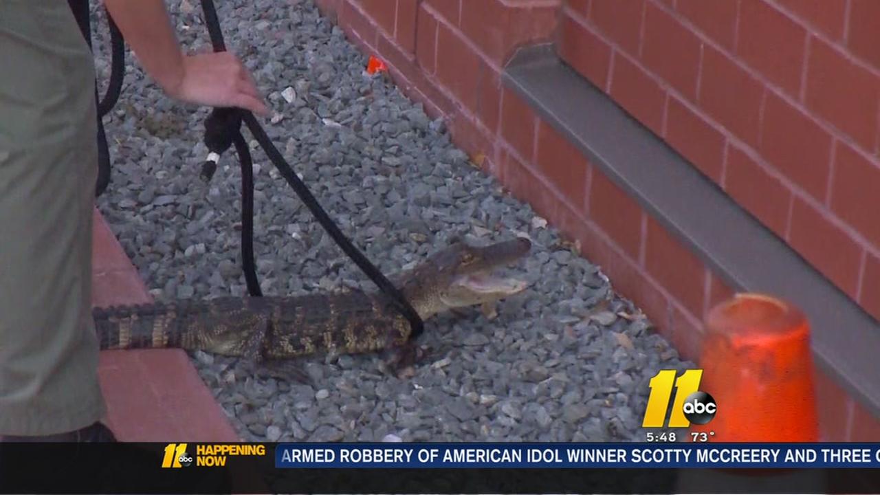 Baby alligator captured outside city hall in Jacksonville, NC