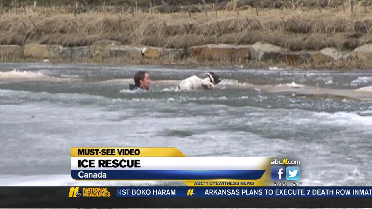 Mustsee video Horse takes on gator in Florida