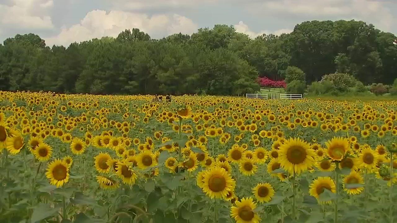 Sunflowers bloom at Dorothea Dix Park, not Neuse River Trail, this year