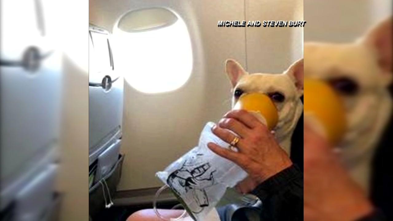 Jetblue flight attendant helps French Bulldog on flight
