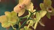 Hawaiian Spa treatments in Chicago
