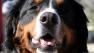 dog barking