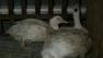 foie gras