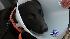Rescue dog rescues owners from attack