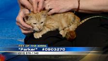 Pet of the week: 3-month-old tabby