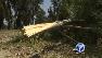 Trees vandalized in Huntington Beach park