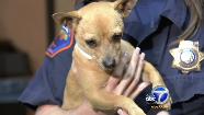 Chihuahuas found dumped in Riverside canal
