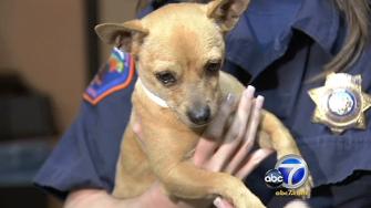 Chihuahuas found dumped in Riverside canal