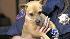 Chihuahuas found dumped in Riverside canal