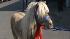 Abandoned pony adopted by Downey family