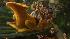 Flight of the Hippogriff: This is a family...